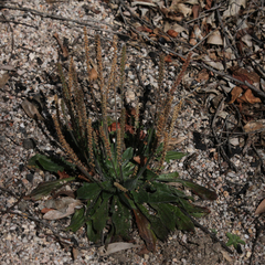 Plantago debilis