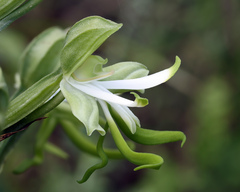 Bonatea speciosa, photograph (c) Daniel Ghyselinck, some rights reserved (CC BY)