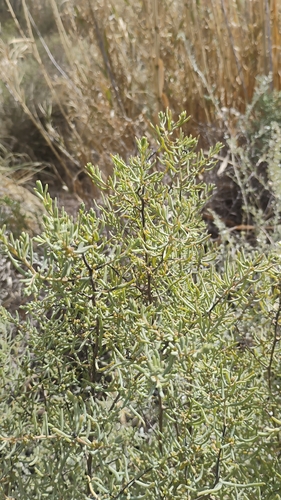 Suaeda divaricata