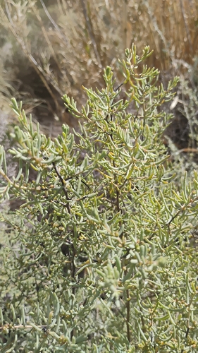 Suaeda divaricata, photograph 2