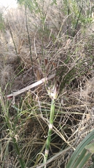 Equisetum giganteum