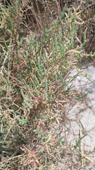 Salicornia neei