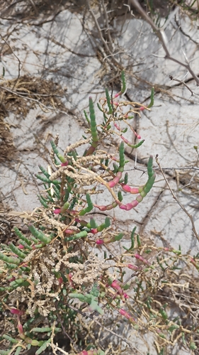 Salicornia neei, photograph 2