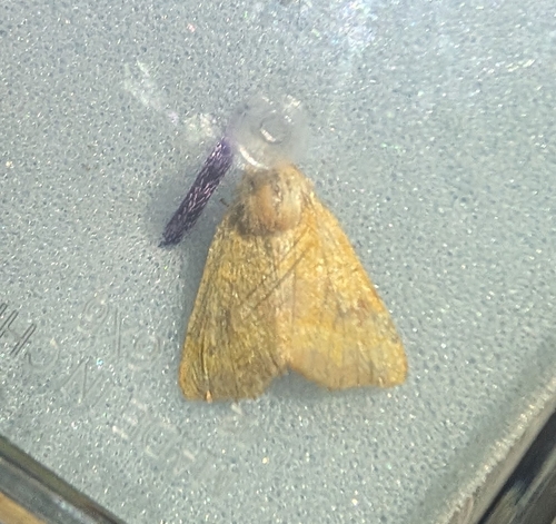 Centre-barred Sallow