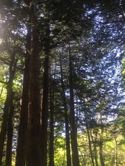 Pinus densiflora
