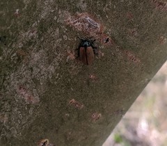 Chrysomela crotchi