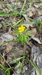 Anemonoides ranunculoides