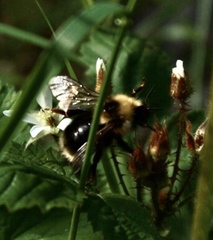 Bombus insularis