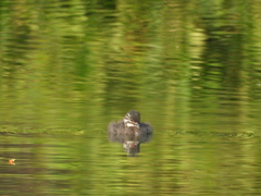Tachybaptus dominicus