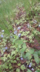 Veronica chamaedrys