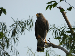 Buteo plagiatus