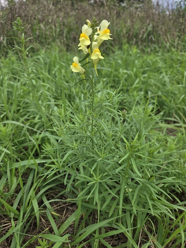 common toadflax