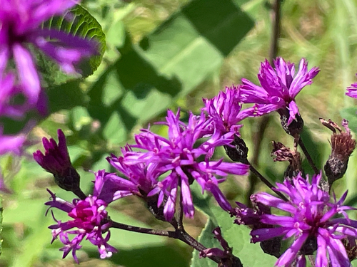 Tall Ironweed