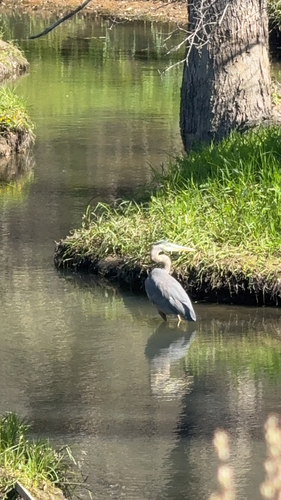Great Blue Heron