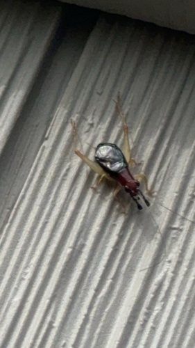 Red-headed Bush Cricket