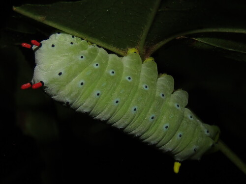 Promethea Silkmoth