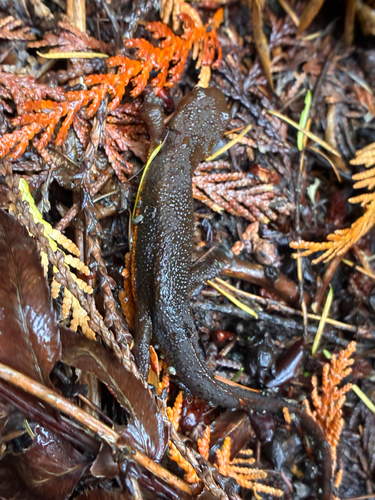 Rough-skinned Newt