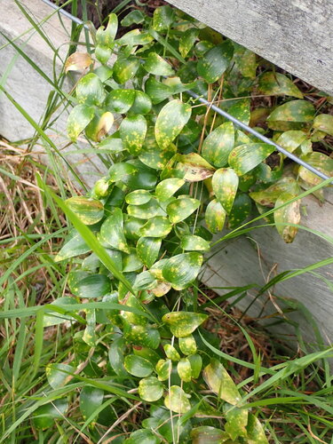 Asparagus asparagoides, photograph 2