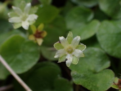 author not stated, no rights reserved Dichondra repens, photograph author not stated, no rights reserved