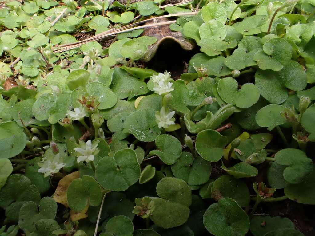 Dichondra repens; photograph author not stated, no rights reserved