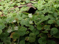 Dichondra repens
