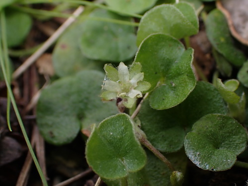 Dichondra repens, photograph 1