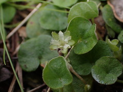 author not stated, no rights reserved Dichondra repens, photograph author not stated, no rights reserved