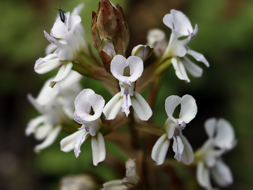 Disa sagittalis