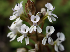 Disa sagittalis