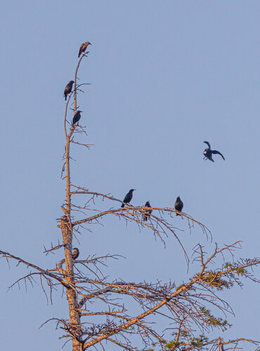 Spotless Starling