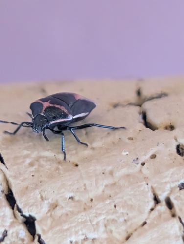 Twice-stabbed Stink Bug