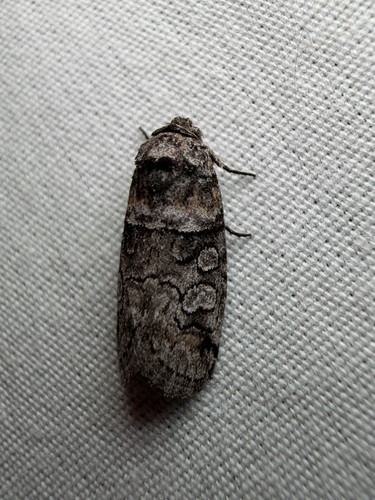 Anycteola fotelloides photo 3