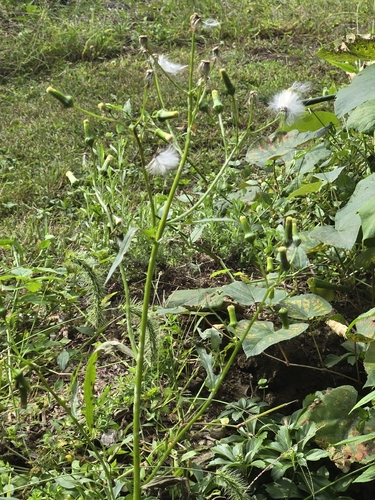 American burnweed