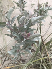 Atriplex cinerea