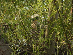 Buteo plagiatus