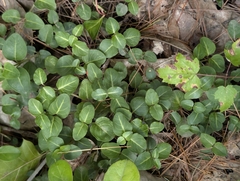 Mitchella repens, photograph (c) Nick Kleinschmidt, some rights reserved (CC BY)