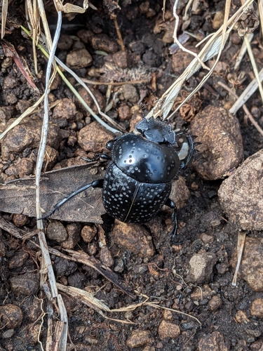 Scarabaeus variolosus