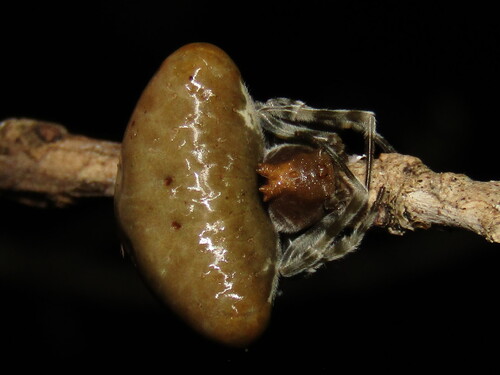 Toadlike Bolas Spider