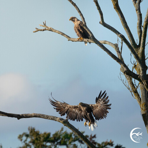 White-tailed Eagle