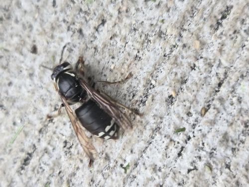 Bald-faced Hornet