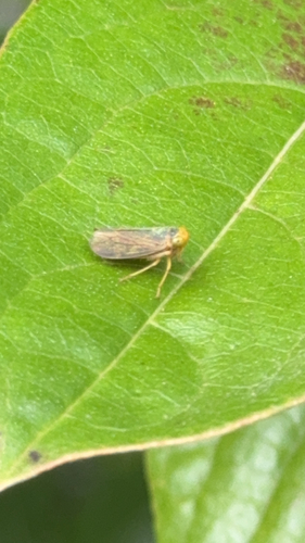 Coppery Leafhopper
