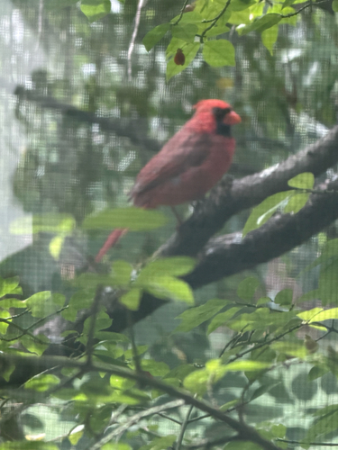 Northern Cardinal