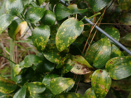 Asparagus asparagoides, photograph 3