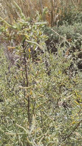 Suaeda divaricata, photograph 3