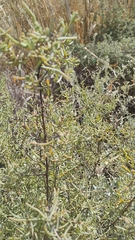 Suaeda divaricata, photograph (c) Nahuel Di Marco, some rights reserved (CC BY)