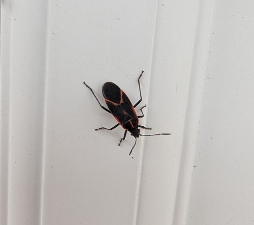 Eastern Boxelder Bug