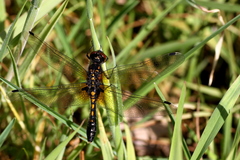 Leucorrhinia caudalis