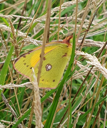 Clouded Yellow