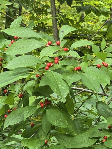 winterberry holly
