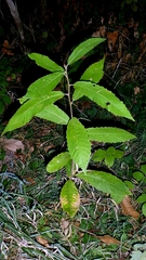 Castanea sativa, photograph author not stated, no rights reserved